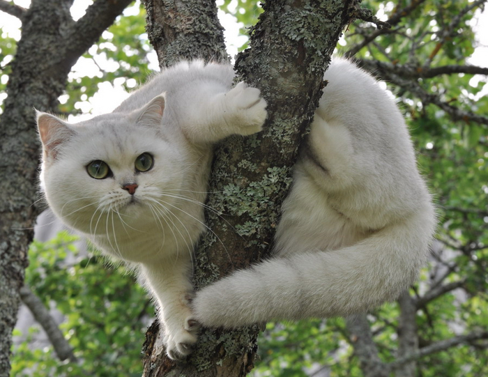       Schoenweg Camila Blanchefleur.    4- ,     17-.