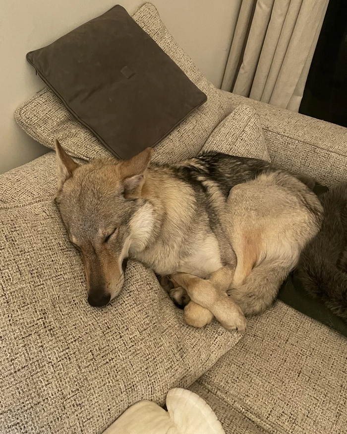 ���� ��� ���