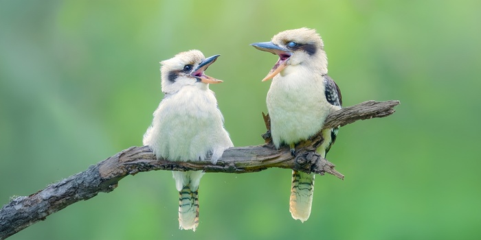 Кукукабарра