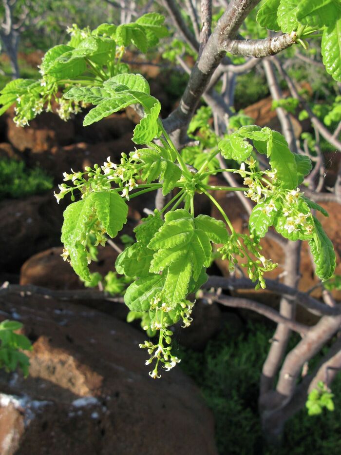    .    <!--noindex--><a href="https://pikabu.ru/story/palo_santo__bursera_aromatnaya_12280796?u=http%3A%2F%2Fpowo.science.kew.org&t=powo.science.kew.org&h=685c86a4b4a7d808063347e386cf9f97d8732475" title="http://powo.science.kew.org" target="_blank" rel="nofollow noopener">powo.science.kew.org</a><!--/noindex-->