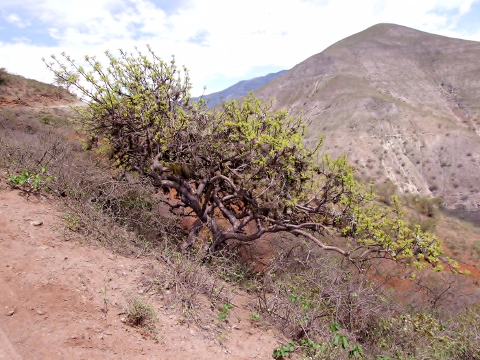  ,   .  Anibal Prina.