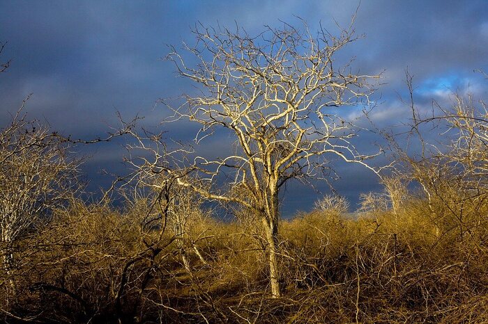  .    <!--noindex--><a href="https://pikabu.ru/story/palo_santo__bursera_aromatnaya_12280796?u=http%3A%2F%2Fsciencephoto.fr&t=sciencephoto.fr&h=a9061472c34459829316a9bebcd92670c17f1a83" title="http://sciencephoto.fr" target="_blank" rel="nofollow noopener">sciencephoto.fr</a><!--/noindex-->