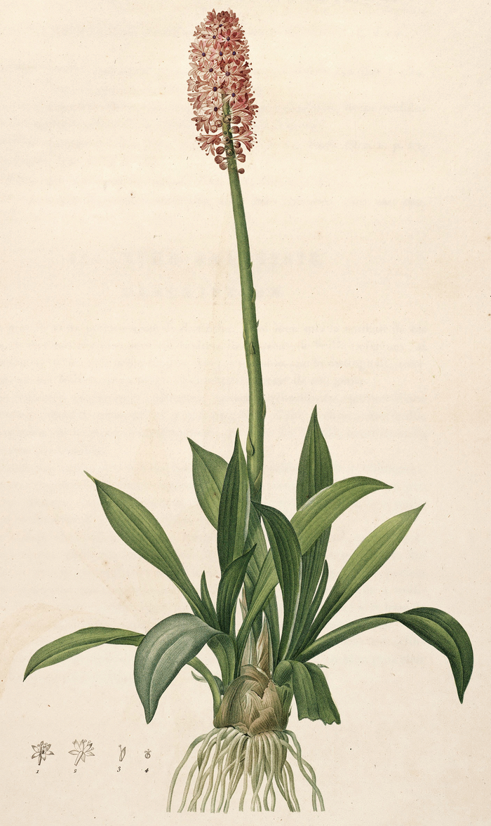 Гелония пузырчатая (Helonias bullata), 1801. Фото с сайта <!--noindex--><a href="https://pikabu.ru/story/rafayel_tsvetov_12288847?u=http%3A%2F%2Fen.m.wikipedia.org&t=en.m.wikipedia.org&h=084e1133d0d7f0517038d21b2953a943cdde05ca" title="http://en.m.wikipedia.org" target="_blank" rel="nofollow noopener">en.m.wikipedia.org</a><!--/noindex-->