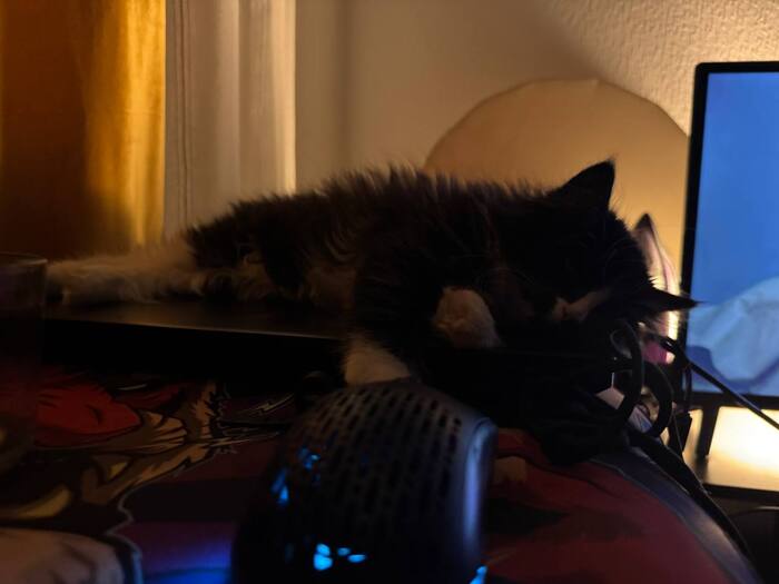 Спасибо производителям игровых ноутбуков за то что они греются. Котику приятно.