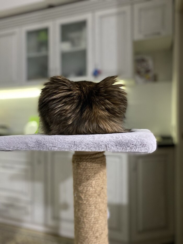 ��� �����)