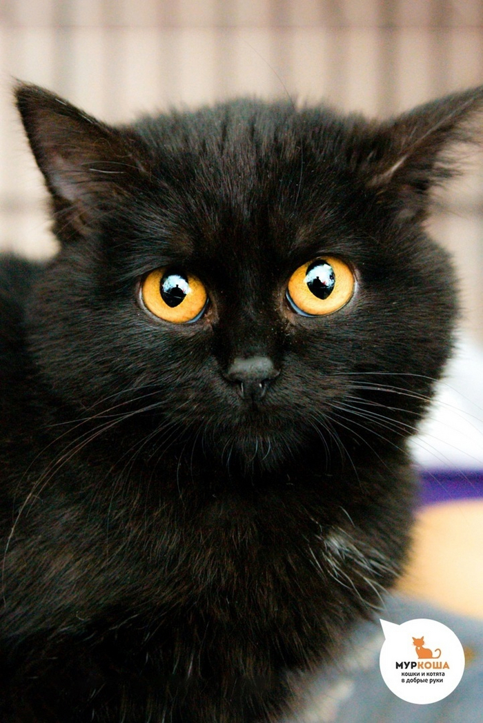 Эфочка в приюте