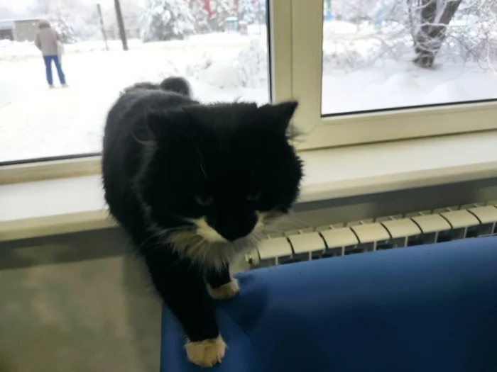 Пристроим котенек? Волхов Ленобласти, ТГ zhoper1001 - Моё, В добрые руки, Бездомные животные, Ленинградская область, Волхов, Кот, Приют, Волонтерство, Длиннопост, Лига Добра