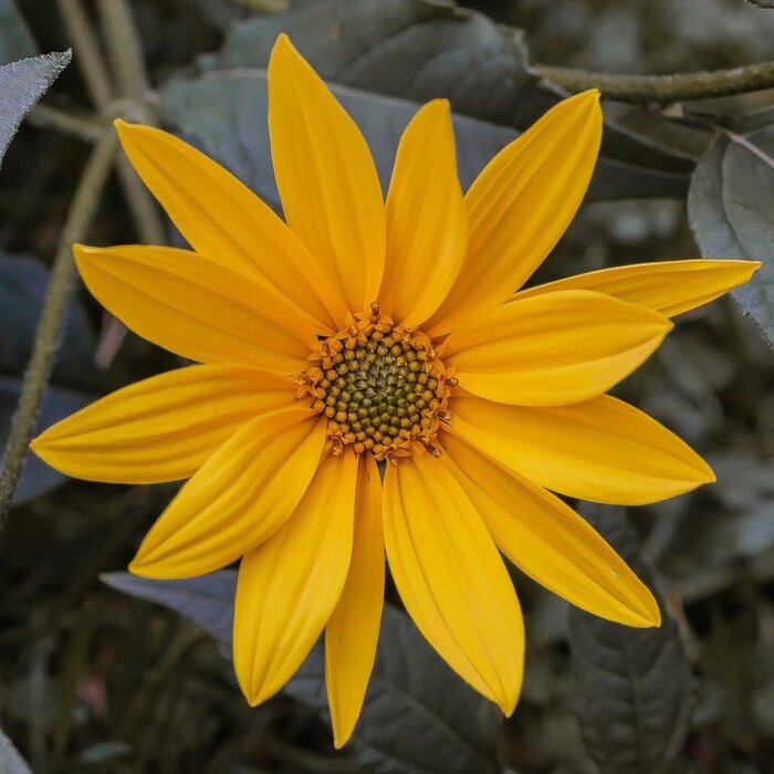   .    <!--noindex--><a href="https://pikabu.ru/story/topinambur_12292901?u=http%3A%2F%2Fpro-dachnikov.com&t=pro-dachnikov.com&h=a66ec94e240bdb41e1066688d8702e092d937e55" title="http://pro-dachnikov.com" target="_blank" rel="nofollow noopener">pro-dachnikov.com</a><!--/noindex-->