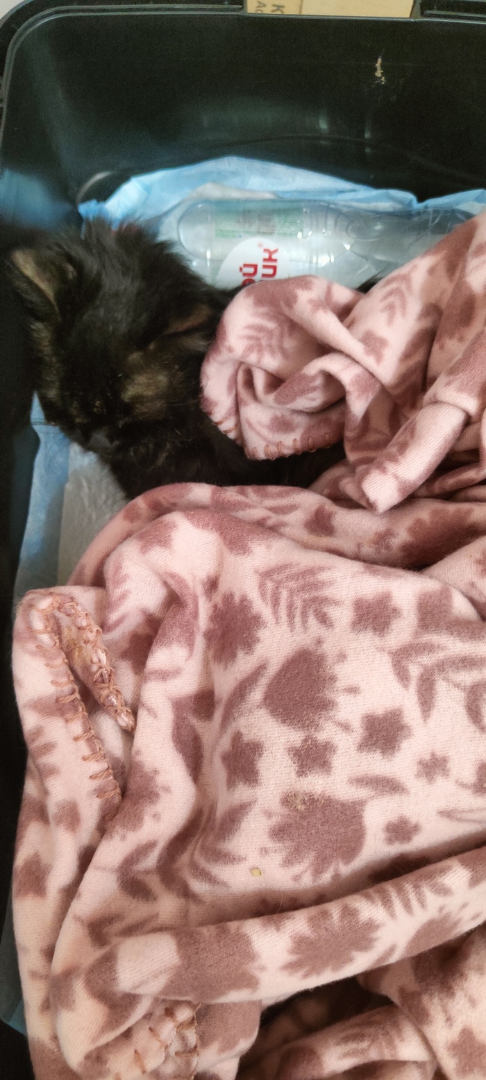 Кошечка Зена(ФИП)