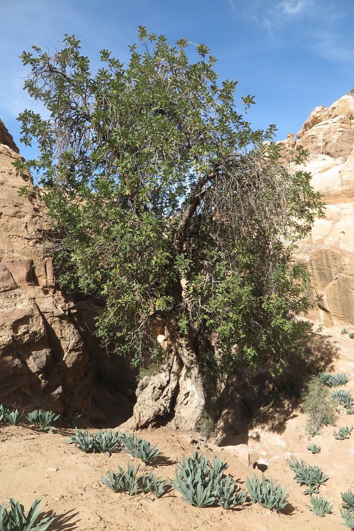   .    <!--noindex--><a href="https://pikabu.ru/story/tseratoniya_struchkovaya_12296734?u=http%3A%2F%2Fpowo.science.kew.org&t=powo.science.kew.org&h=685c86a4b4a7d808063347e386cf9f97d8732475" title="http://powo.science.kew.org" target="_blank" rel="nofollow noopener">powo.science.kew.org</a><!--/noindex-->