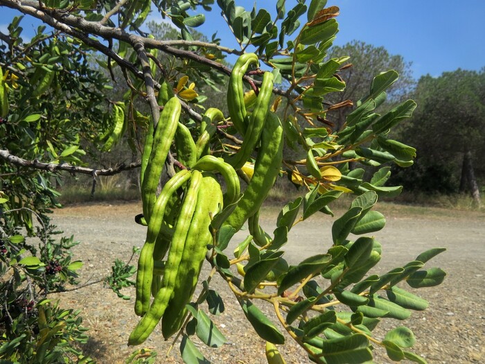    .  .    <!--noindex--><a href="https://pikabu.ru/story/tseratoniya_struchkovaya_12296734?u=http%3A%2F%2Fplantarium.ru&t=plantarium.ru&h=a99e55320aea562513d8f75971d3e7338d0dbe18" title="http://plantarium.ru" target="_blank" rel="nofollow noopener">plantarium.ru</a><!--/noindex-->