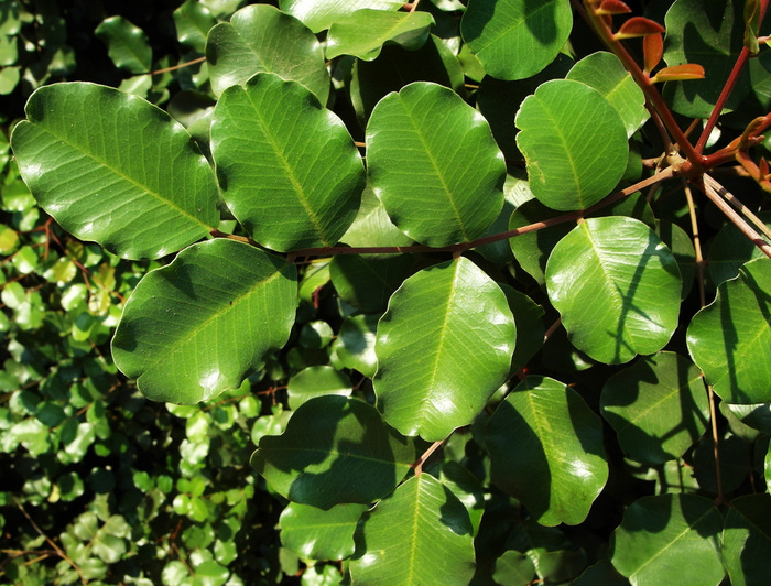  .  .    <!--noindex--><a href="https://pikabu.ru/story/tseratoniya_struchkovaya_12296734?u=http%3A%2F%2Fplantarium.ru&t=plantarium.ru&h=a99e55320aea562513d8f75971d3e7338d0dbe18" title="http://plantarium.ru" target="_blank" rel="nofollow noopener">plantarium.ru</a><!--/noindex-->