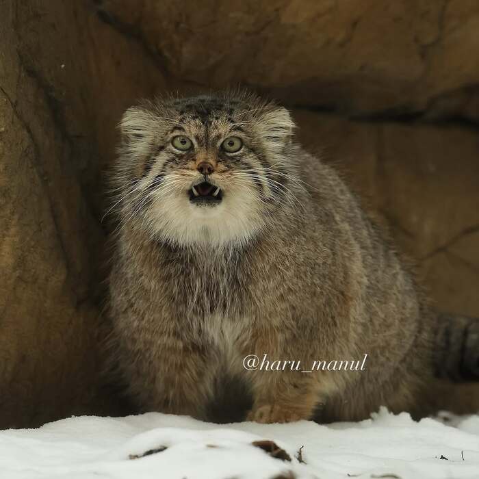 Как, уже скоро разжировка?!
