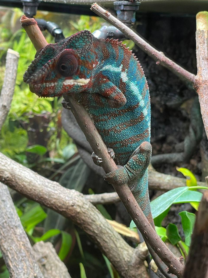 <a href="https://pikabu.ru/story/panternyiy_khameleon_vpervyie_poselilsya_v_aptekarskom_ogorode_v_moskve_12281572?u=https%3A%2F%2Fru.wikipedia.org%2Fwiki%2F%25D0%259F%25D0%25B0%25D0%25BD%25D1%2582%25D0%25B5%25D1%2580%25D0%25BD%25D1%258B%25D0%25B9_%25D1%2585%25D0%25B0%25D0%25BC%25D0%25B5%25D0%25BB%25D0%25B5%25D0%25BE%25D0%25BD&t=%D0%9F%D0%B0%D0%BD%D1%82%D0%B5%D1%80%D0%BD%D1%8B%D0%B9%20%D1%85%D0%B0%D0%BC%D0%B5%D0%BB%D0%B5%D0%BE%D0%BD&h=a347f927022a52630d271c7da977567decdd5ed0" title="https://ru.wikipedia.org/wiki/%D0%9F%D0%B0%D0%BD%D1%82%D0%B5%D1%80%D0%BD%D1%8B%D0%B9_%D1%85%D0%B0%D0..." target="_blank" rel="nofollow noopener"> </a>