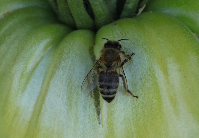 Факт о пчёлах № 4