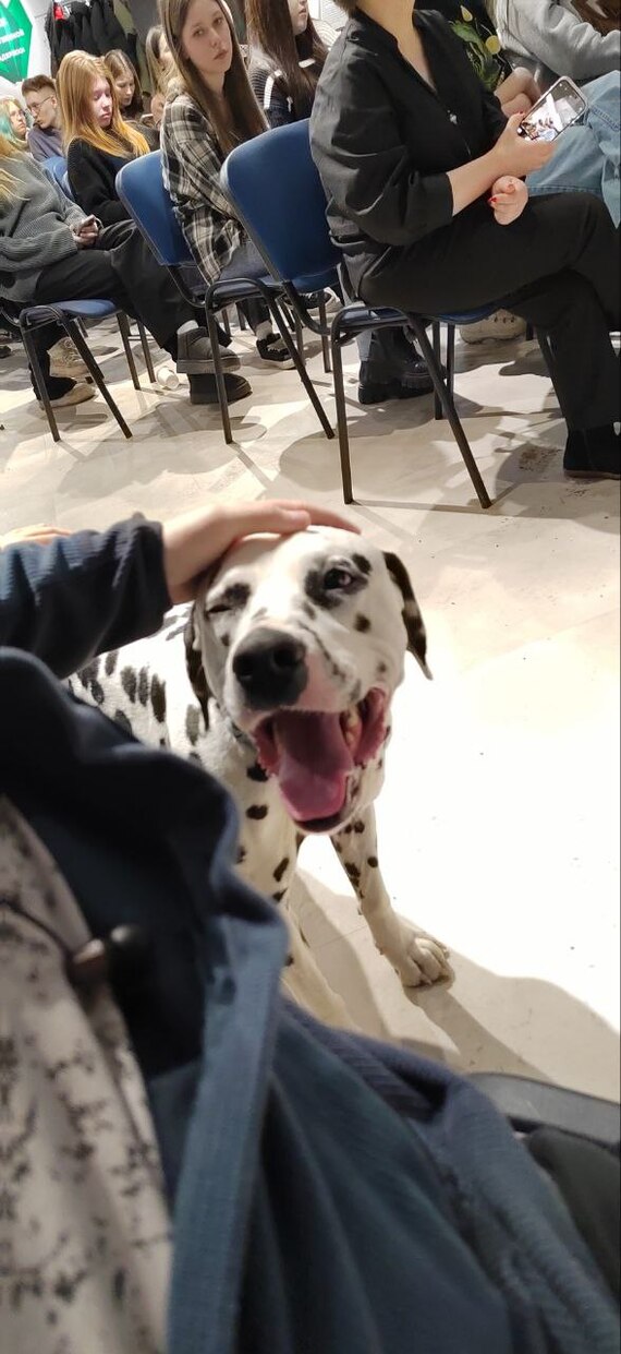 Фонд помощи бездомным животным Екатеринбург встреча Благотворительность, Животные, Фонд, Длиннопост