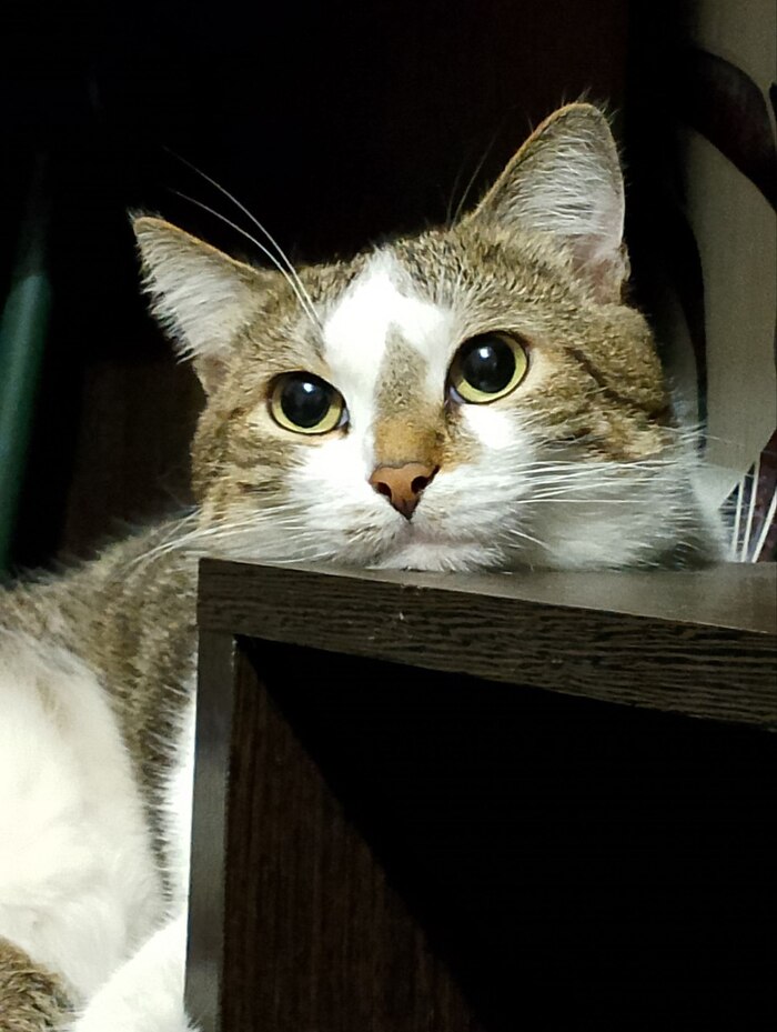 Мой Барсик думает чем сегодня заняться