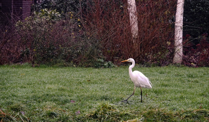 ����� �����