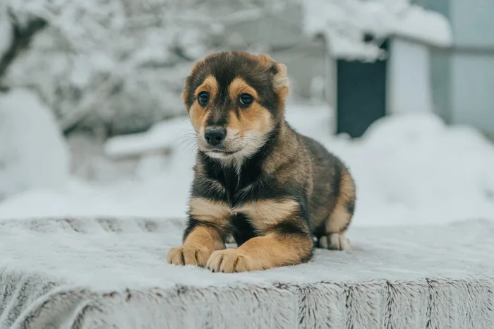 Puppies looking for a home in Saint Petersburg - My, Kindness, Homeless animals, Saint Petersburg, Pets, Animal shelter, Help, Dog, Puppies, Overexposure, Good league, Shelter, Volunteering, Longpost, No rating, In good hands