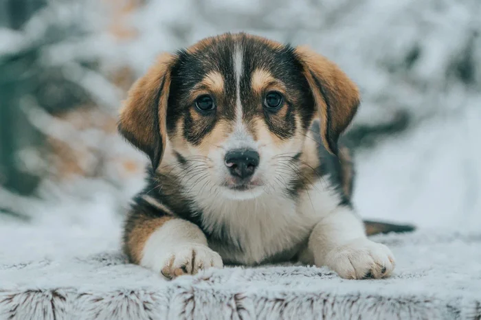 Puppies looking for a home in Saint Petersburg - My, Kindness, Homeless animals, Saint Petersburg, Pets, Animal shelter, Help, Dog, Puppies, Overexposure, Good league, Shelter, Volunteering, Longpost, No rating, In good hands