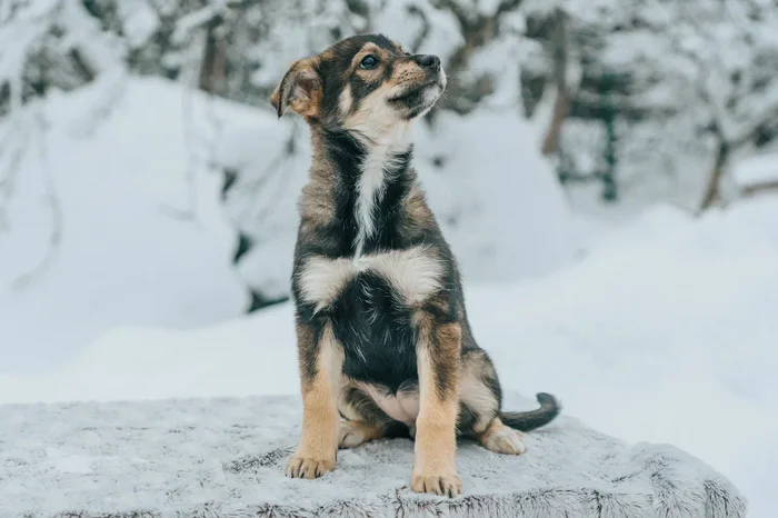 Puppies looking for a home in Saint Petersburg - My, Kindness, Homeless animals, Saint Petersburg, Pets, Animal shelter, Help, Dog, Puppies, Overexposure, Good league, Shelter, Volunteering, Longpost, No rating, In good hands