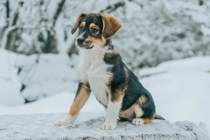 Puppies looking for a home in Saint Petersburg - My, Kindness, Homeless animals, Saint Petersburg, Pets, Animal shelter, Help, Dog, Puppies, Overexposure, Good league, Shelter, Volunteering, Longpost, No rating, In good hands
