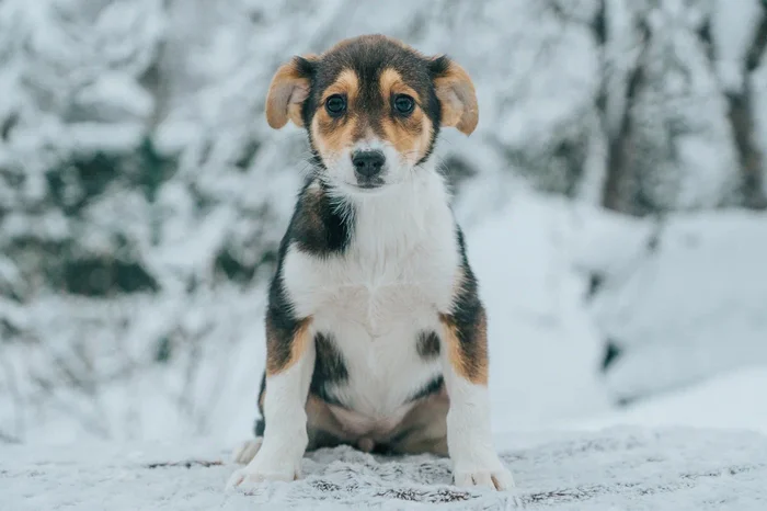 Puppies looking for a home in Saint Petersburg - My, Kindness, Homeless animals, Saint Petersburg, Pets, Animal shelter, Help, Dog, Puppies, Overexposure, Good league, Shelter, Volunteering, Longpost, No rating, In good hands