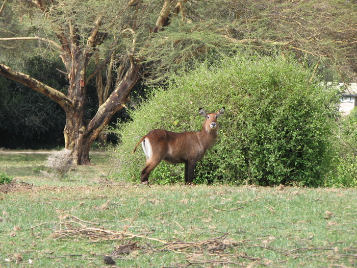 ������� �����. ��-�����, �� �������