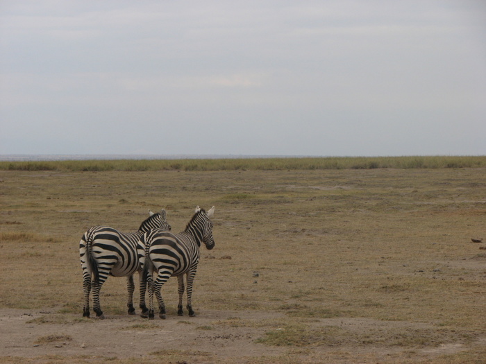 ����� � �������