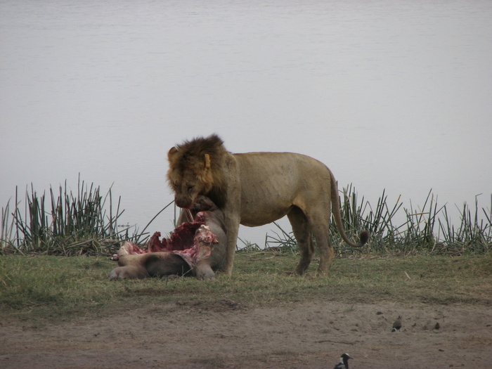 ��� 5️⃣ ���� �������� � ����� ��������