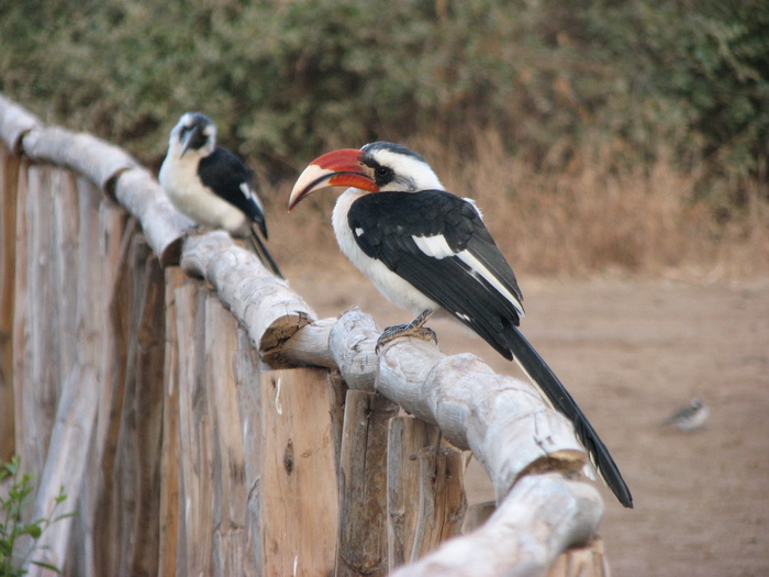 � � ��������� ���� ������ �����-��������