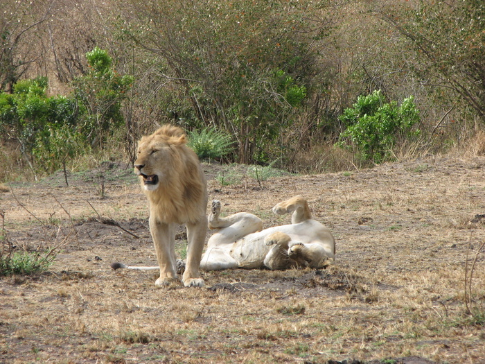 ���, ���� ���������, ���� ��� ������ ����� ���������, �������� ���������� <a href="https://pikabu.ru/story/safari_v_kenii__v_poiskakh_bolshoy_afrikanskoy_pyaterki_12280544?u=https%3A%2F%2Fdzen.ru%2Fvideo%2Fwatch%2F678917f1fa87ea6b3db66488&t=%D0%B2%D0%B8%D0%B4%D0%B5%D0%BE&h=244e4e6de46f39291590aa8f96d2da613d4b2690" title="https://dzen.ru/video/watch/678917f1fa87ea6b3db66488" target="_blank" rel="nofollow noopener">����� </a>😉🔞