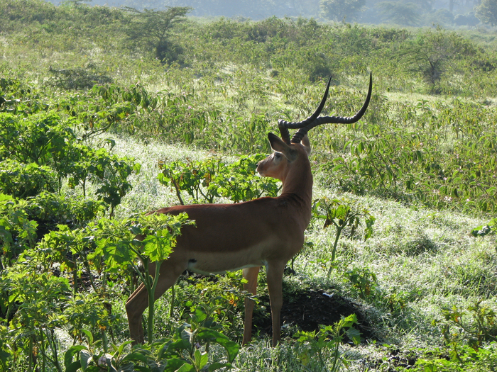 ������. �� ��� ������ �� ������ "���������" "�������" (� ������, �������), ������� ��� ������� ��������� � ������� � �����