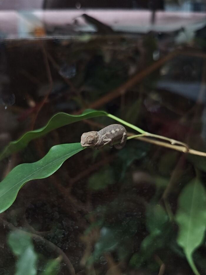 Сладкий сон