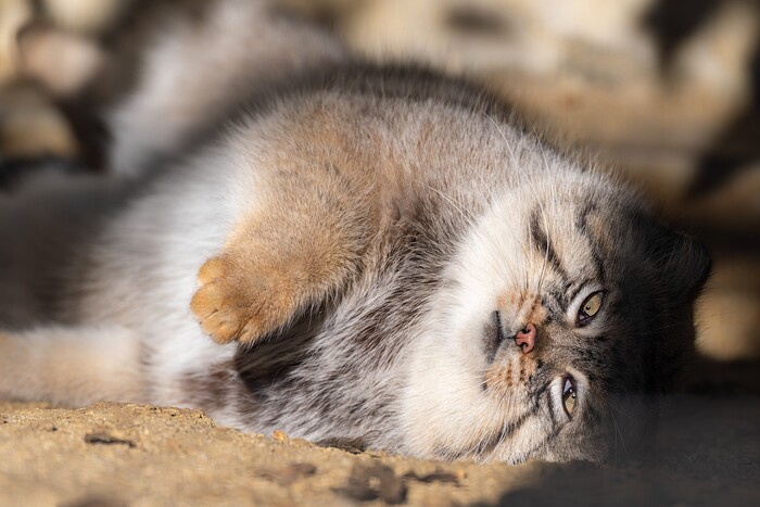 Только глаза прикрыл... Уже вставать...