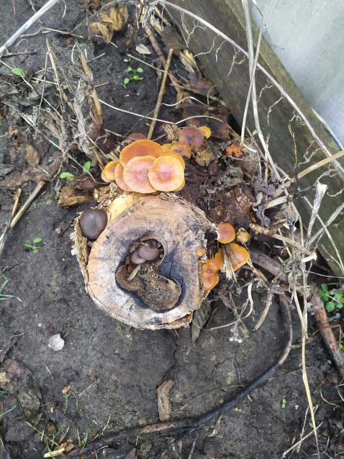 Домашние!😂