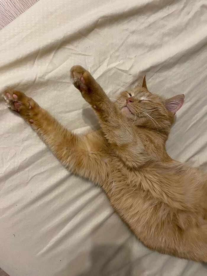 кот спит №2