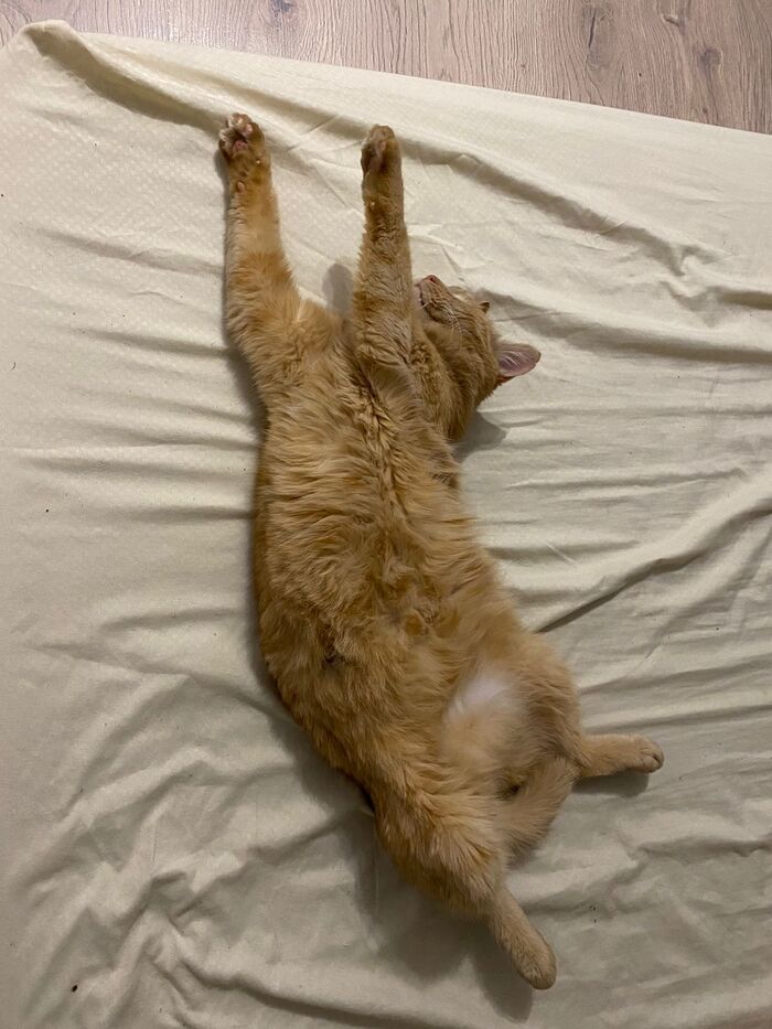 кот спит №1