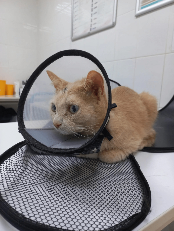 Промежуточный результат, месяц после лечения. 15.09.2024г. Розовая проплешина - это брали соскоб у него со лба.