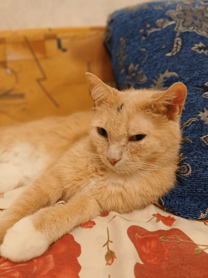 Наш Гоша сейчас, лежит отдыхает от конуса