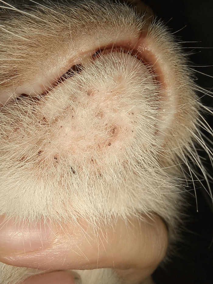 Пупырки акне на подбородке