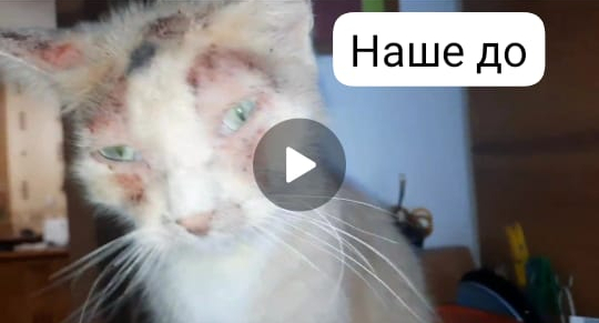 Наше "До". В таком состоянии забрали к себе домой. Надели ему конус, напихали успокаивающим. Бедолага перенес 17ч поездки в машине, в дороге ел. Отходил после дороги 3 дня.