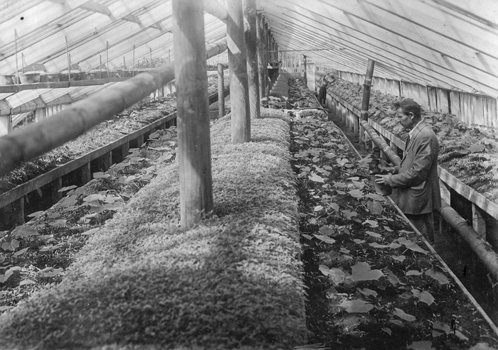   ,         . 1942 .  .