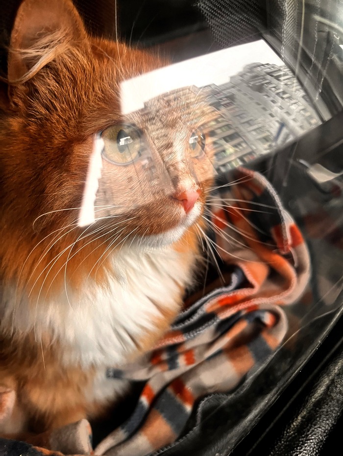 ����� ������������ �����. 