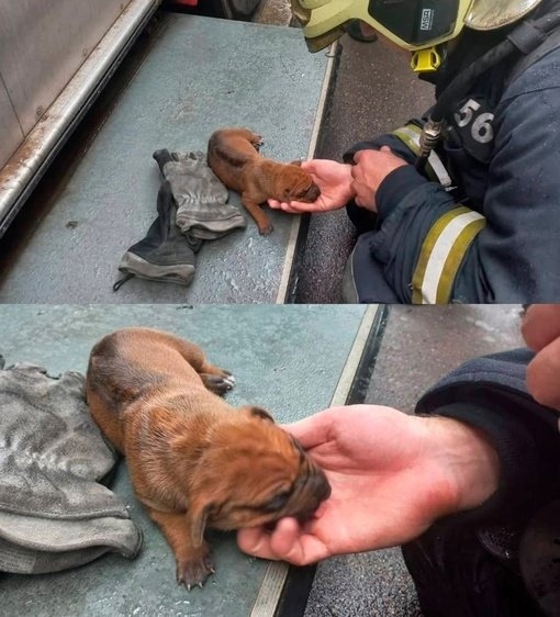 Спасение крохотного щенка во время пожара