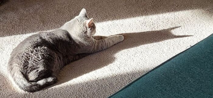 У многих дома живет замаскировавшийся под ленивого кота Бэтмэн