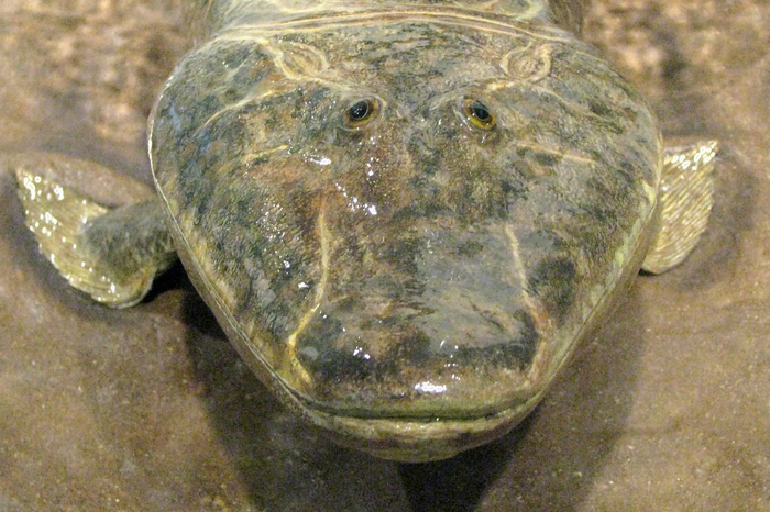 Ура, атмосферный кислород! С кембрийского периода о нём мечтал!