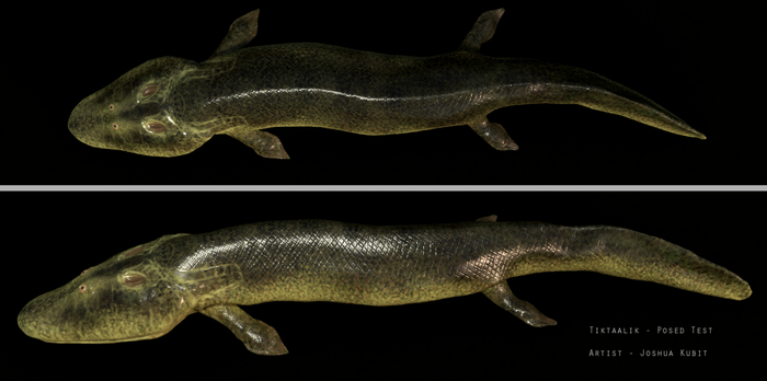 Да, их грудные и брюшные плавники стали сильнее. А вот спинной отсутствовал. Возможно не было и хвостового, но мы пока не уверены.