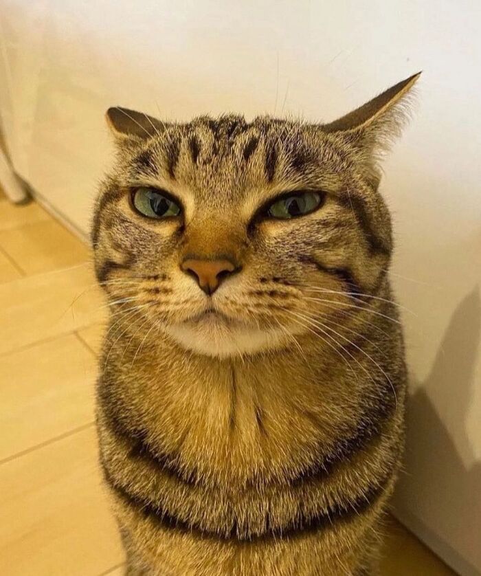 Mr Penis  ,  , Cat_Cat, , , , 