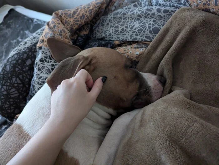 I work, the bun sleeps and smiles - My, Dog, Amstaff, Pets, Fatigue